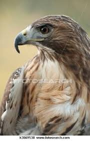 Birds Of Prey Western North Carolina Red Tailed Hawk Images And Stock Photos 405 Red Tailed Hawk Photography And Royalty Free Pictures Available To Downloa Red Tailed Hawk Hawk Pictures Sea Birds