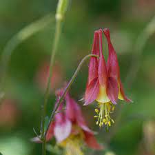Maybe you would like to learn more about one of these? Columbine Seeds Aquilegia Canadensis Wild Columbine Flower Seed