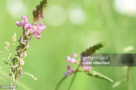 Image result for Crotalaria onobrychis