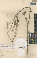 Image result for Phyllanthus macranthus