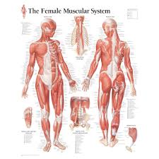 Scientific Publishing Male Muscular System Chart
