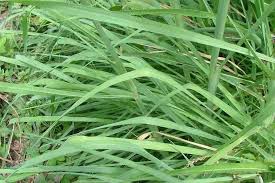 Image result for Setaria longiseta
