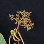 Image result for Ampelocissus abyssinica