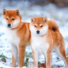 The national shiba club of america inc. Information On Shiba Inu Puppies For Sale In Kansas City