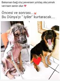 Zeynep Adli Kullanicinin Candostlarimiz Panosundaki Pin Hayvan Sozleri Hayvan Haklari Evcil Hayvanlar