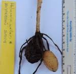 Image result for Habenaria walleri