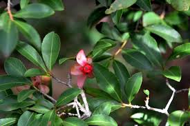 Image result for Ochna pulchra
