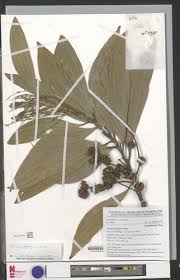 Image result for Angylocalyx boutiqueanus