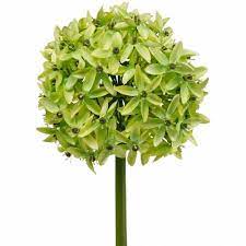Kath laliberte · april 27, 2020 at 08:31:08 · →. Ornamental Onion Allium Silk Flower Artificial Ball Leek Green O20cm L72cm 11912 Buy Online