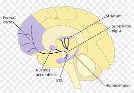 Polizeisprecher russell davis erklärte aber, dass der tatverdächtige ein mitarbeiter des unternehmens war. Gehirn Nucleus Accumbens Clipart 712007 Pikpng