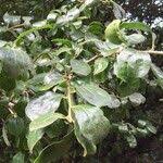 Image result for Dovyalis zeyheri