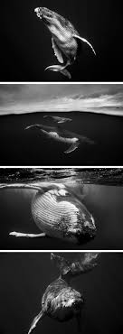 We did not find results for: Giants A Black And White Series Captures The Complexity Of The Humpback Whale Whale Animals Black And White Humpback Whale
