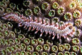 Image result for Polyspatha