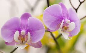 L' orchidea phalaenopsis, in italia chiamata anche orchidea falena o orchidea farfalla, fa parte della famiglia delle orchidaceae, genere. Come Coltivare E Prendersi Cura Di Un Orchidea Phalaenopsis Giardinaggio