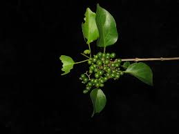 Image result for Premna hans-joachimii