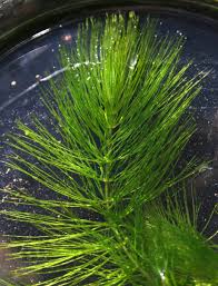Image result for Ceratophyllum submersum