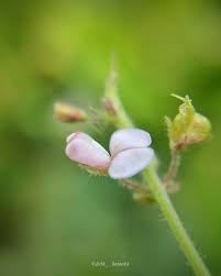 Image result for Desmodium scorpiurus