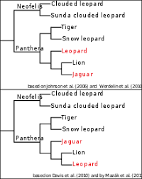 leopard wikipedia