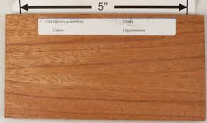 Image result for Berlinia grandiflora