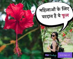 Hibiscus Leaves And Flower Benefits For Women Health Today i am drawing how to draw rose alekhan in circle step by step for beginners like share subscribe facebook link tribhuj mein alekhan drawing(titli aur gudhal ke phool ke sath). hibiscus leaves and flower benefits for