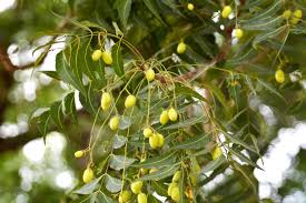 Image result for Azadirachta indica