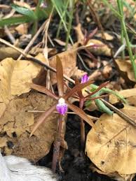 Image result for Nervilia bicarinata