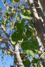 Image result for Croton megalobotrys