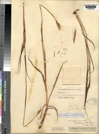 Image result for Diheteropogon filifolius