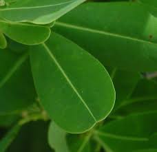 Image result for Erythroxylum platycladum