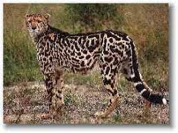 Kingcheetah Big Cat Rescue Big Cats Large Cats