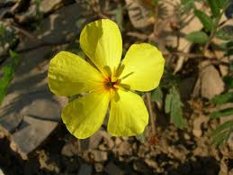 Image result for Tribulus zeyheri