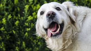 Golden Retriever Vs Labrador Retriever 16 Factors To Help You Choose Golden Hearts