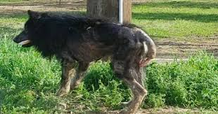 Herkes Canavar Deyip Gorur Gormez Kacti Bir Kadin Hayatini Boyle Degistirdi