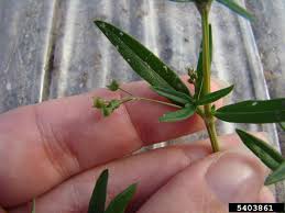 Image result for Oldenlandia corymbosa