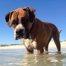 We are practicing physical distancing and increased hygiene procedures (we were already excellent at cleaning and infection control!) * the vet will have a qualified nurse hold your pet. All Pets Vet Home Facebook