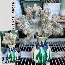 Image result for Euphorbia fortissima