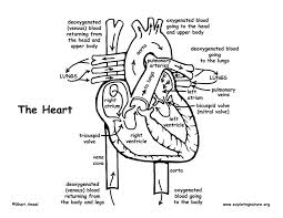 When we think of october holidays, most of us think of halloween. Heart Blood Flow Coloring Page