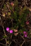 Image result for Polygala ohlendorfiana