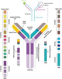 Imp Antibody Structure In 2020 Light Chain Heavy Chain Iga