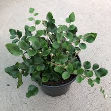 Image result for Pellaea