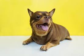 Image result for chihuahua big obesity