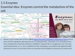 2 5 enzymes essential idea enzymes control the metabolism