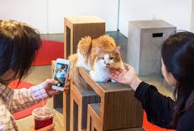 Find out more about the lucky black cat cafe, newquay. Nyc Cat Cafes Kids Can Visit Adopt And Pet Furry Felines Mommypoppins Things To Do In New York City With Kids