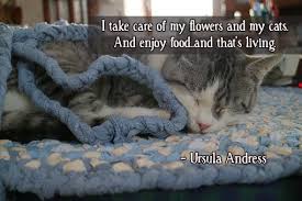 Beautiful colors of flowers attracts us towards their self. 35 Unconventional Cats Quotes I Love My Cat Cheshire Cat Quotes