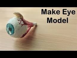 How To Make Eye Model 3d Thermocol Styrofoam Project Youtube Biology Projects Human Body Projects Science Projects For Kids