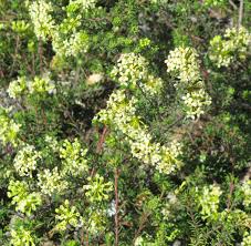 Image result for Gnidia involucrata