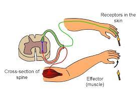 Motor neuron sends electrical impulses to an effector. Sensory Relay Motor Neurons Diagram Quizlet