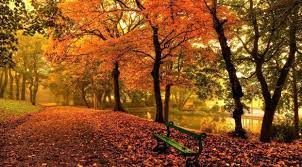 Bench And Trees From Autumn Park In Fall Wallpaper Hd City 4k Wallpapers Images Photos And Background Wallpapers Den Autumn Park Fall Wallpaper City Wallpaper