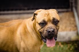 Orlando, fl | north orange. Adoptable Dog Simba Is Extremely Affectionate With Grown Ups And Other Dogs Just Like Us Gimme Shelter Orlando Orlando Weekly