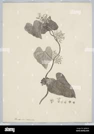 Image result for Lepistemon